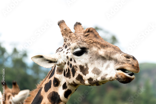 jirafa sacando la lengua