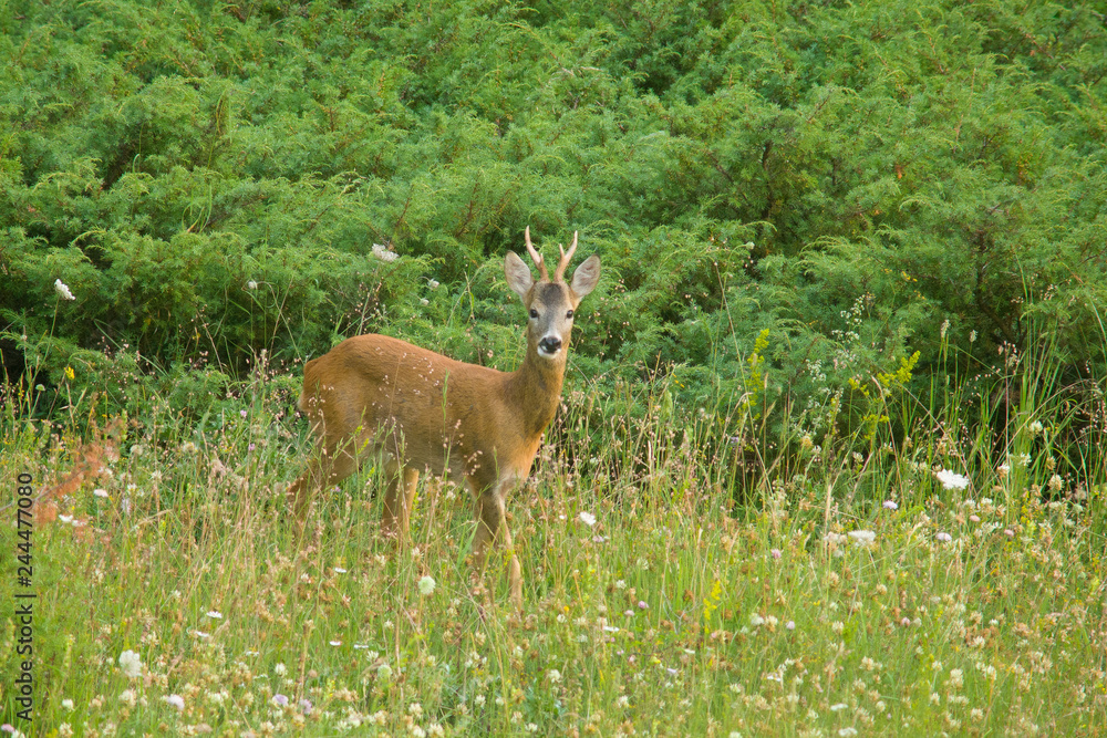parco nazionale d'Abruzzo