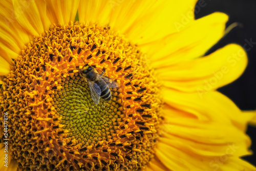 Fototapeta Naklejka Na Ścianę i Meble -  big beautiful sunflower and bee