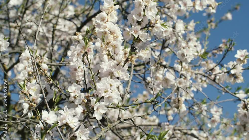 almendros en flor, abejas, slow motion almendros en flor, abejas, slow motion