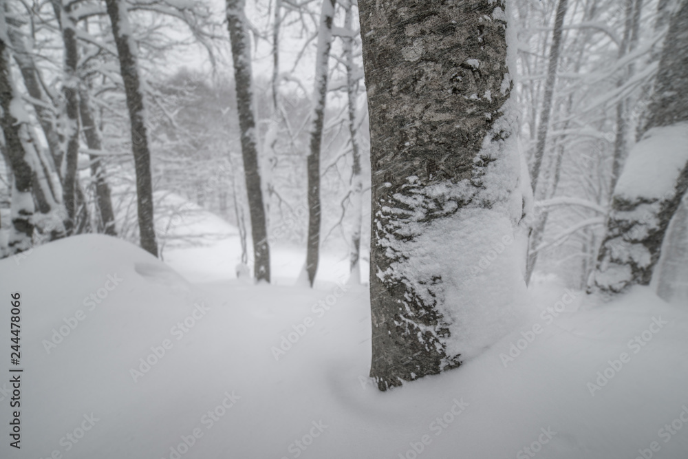 Fototapeta premium parco nazionale d'Abruzzo