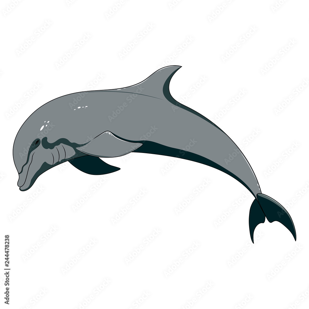 Obraz premium Vector image of a dolphin on a white background. 
