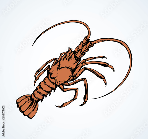 Lobster. Vector drawing