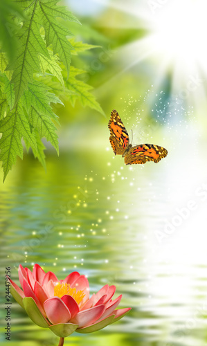 lotus flower and butterfly above water