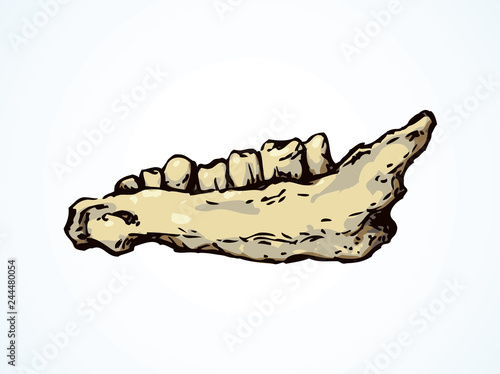 The lower jaw of animal. Vector drawing