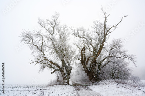 two old poplar trees on a country lane in cold grey winter weather, copy space