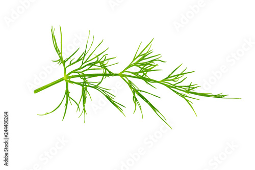 Fresh dill herb isolated on white background