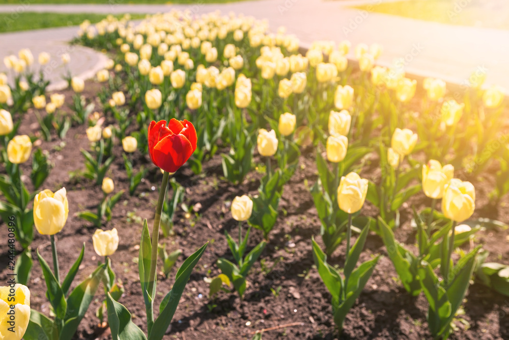 Obraz premium A single red tulip blooming among a field of yellow