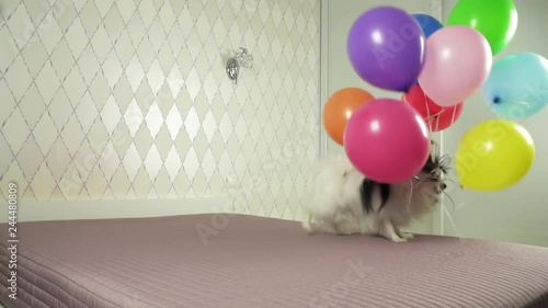 Papillon dog runs with multicolored balloons in his teeth slow motion stock footage video