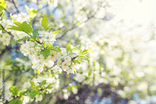 Cherry blossom in spring for background or copy space for text