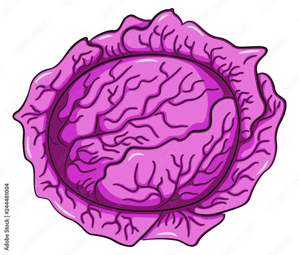 drawn cartoon red cabbage drawn cartoon red cabbage
