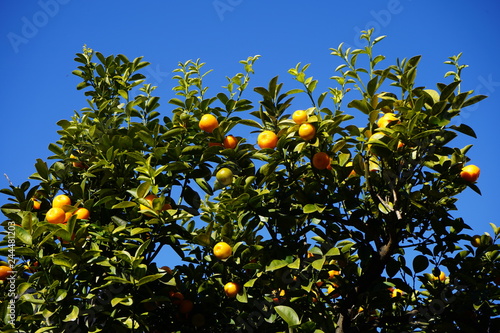 みかん　柑橘類　果実　果樹　実り
