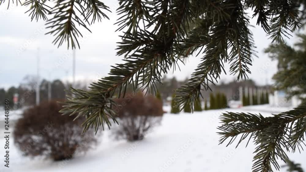 The view through the green branches of a Christmas tree on the town in winter. The view through the green branches of a Christmas tree on the town in winter.