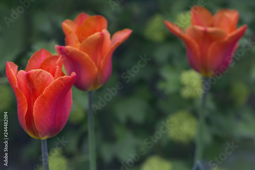 Beautiful red tulips close-up on a blurred background