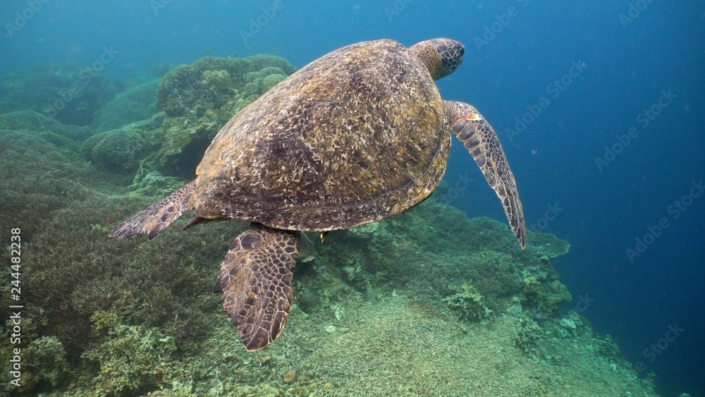 Obraz premium Sea turtle swimming underwater over corals. Sea turtle moves its flippers in the ocean under water. Wonderful and beautiful underwater world. Diving and snorkeling in the tropical sea. Philippines.