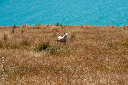 Fototapeta Naklejka Na Ścianę i Meble -  A sheep looking to us, in an alert mode