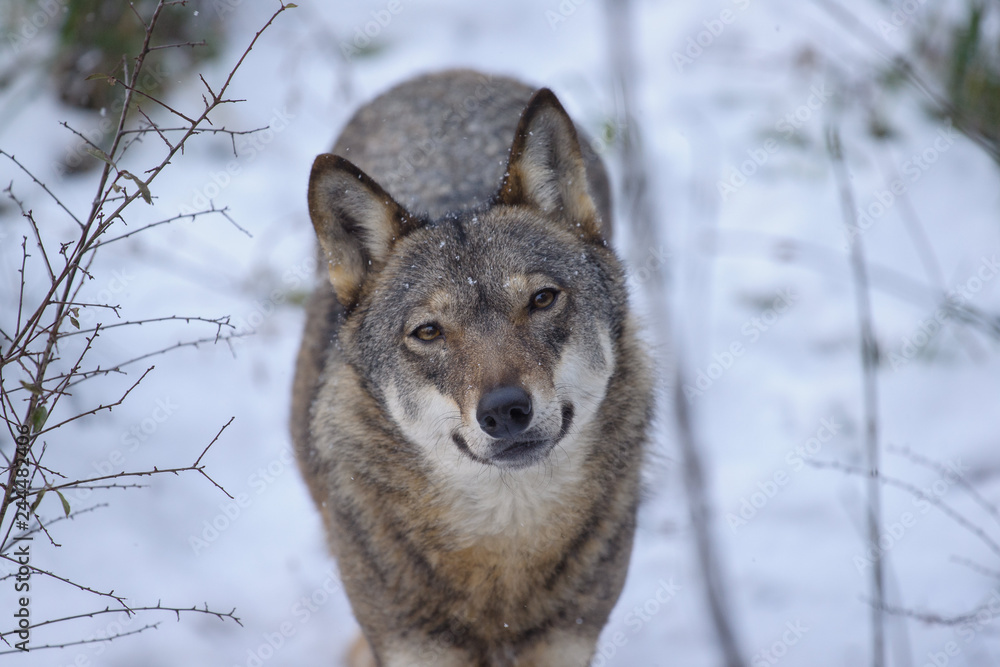 Obraz premium parco nazionale d'Abruzzo