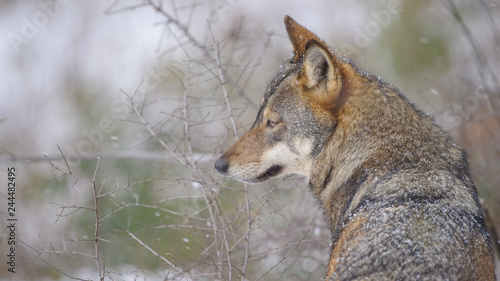parco nazionale d'Abruzzo