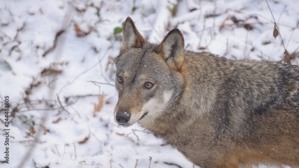 Obraz premium parco nazionale d'Abruzzo