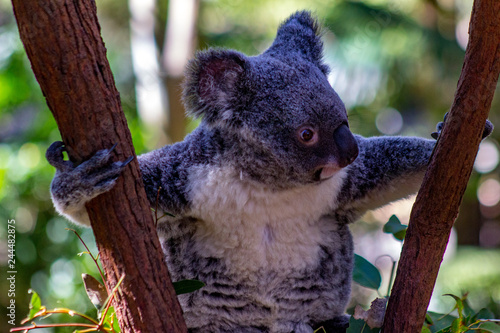 Canvas Print Koala bear in a tree