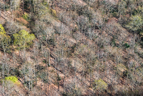 vue aérienne d'une forêt en hiver près de Bannay dans le département du Cher en France