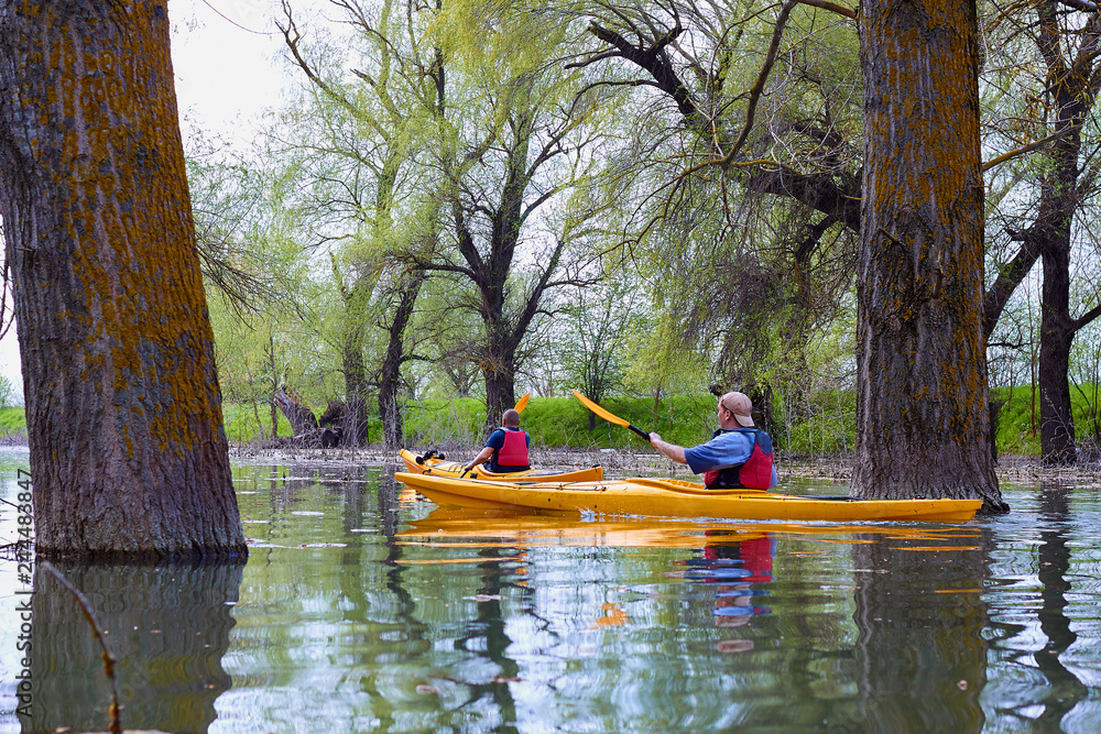 Fototapeta premium Two yellow kayaks in wilderness areas at Danube river among flooded trees at spring high water on Danube biosphere reserve. Spring kayaking