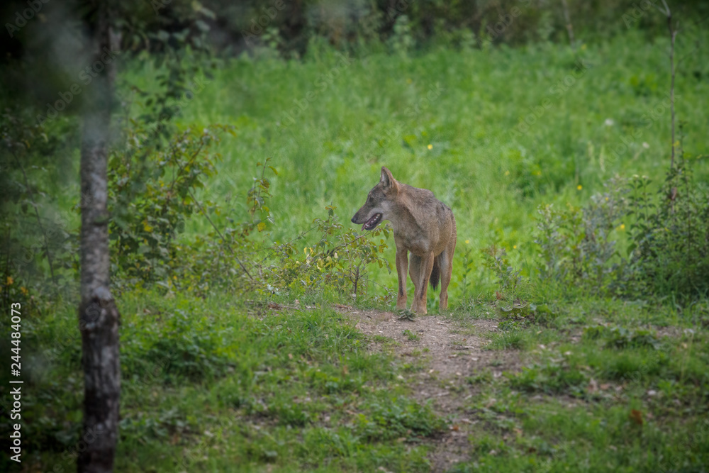 parco nazionale d'Abruzzo