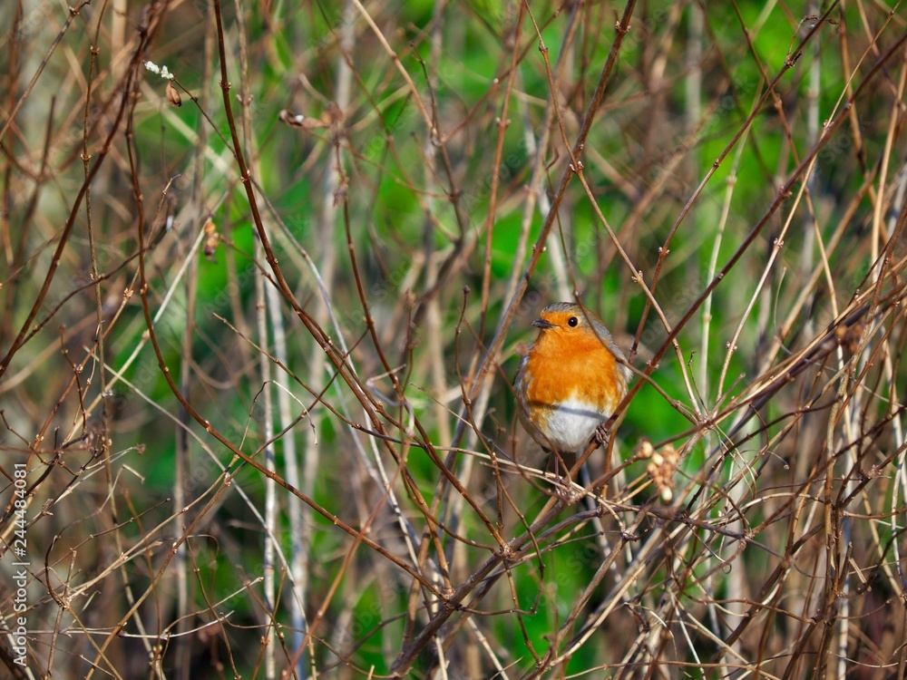 Robin Robin