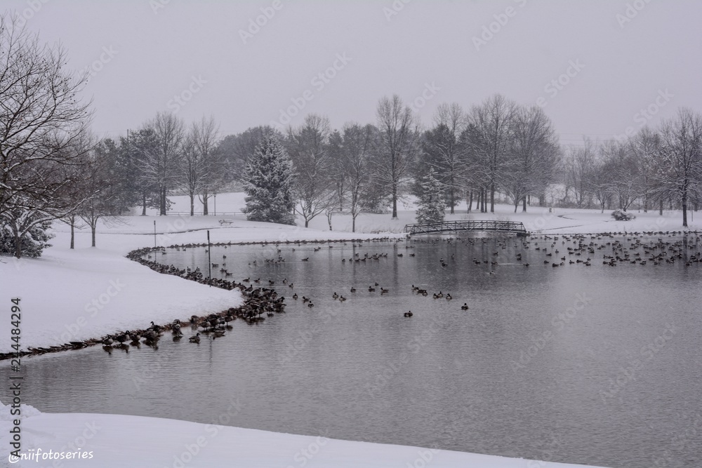 Fototapeta premium Snow and Nature 