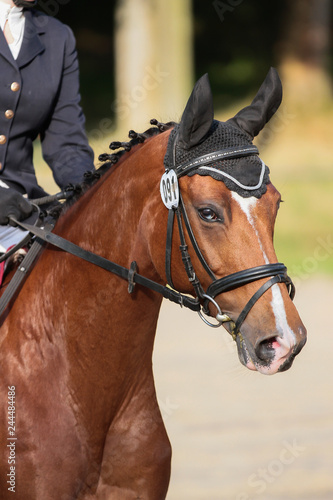 Dressage pony with eyesight head close-up on the tournament course.