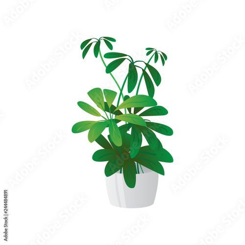 Homemade cute home plant in a beautiful colorful pot.
