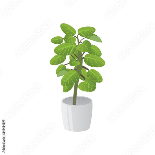 Homemade cute home plant in a beautiful colorful pot.