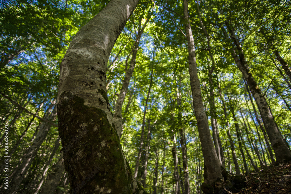 Fototapeta premium parco nazionale d'Abruzzo