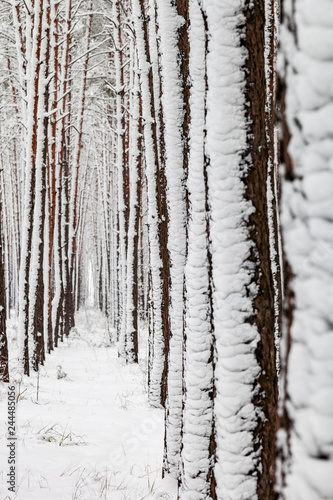 Trunks of trees covered with snow © Photozi