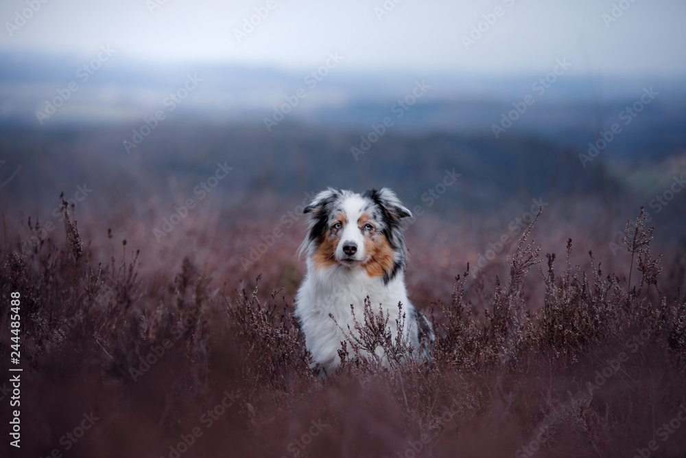 dog in a flowering Heather on the field. Australian shepherd in nature. holiday photos of your pet outside
