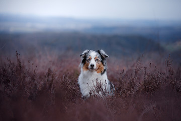 dog in a flowering Heather on the field. Australian shepherd in nature. holiday photos of your pet outside