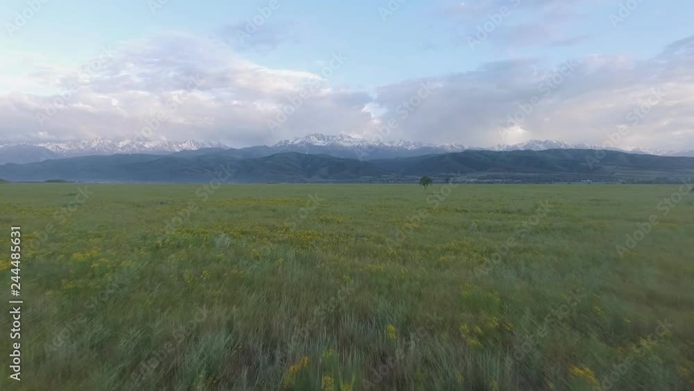 Summer green field. Mountain peaks on the horizon. Video from the air. Beautiful background for advertising. Summer green field. Mountain peaks on the horizon. Video from the air. Beautiful background for advertising.