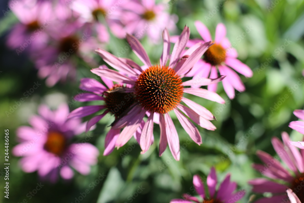 Fototapeta premium Kwiaty