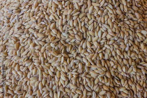 Paddy or unhusked rice on top view photo