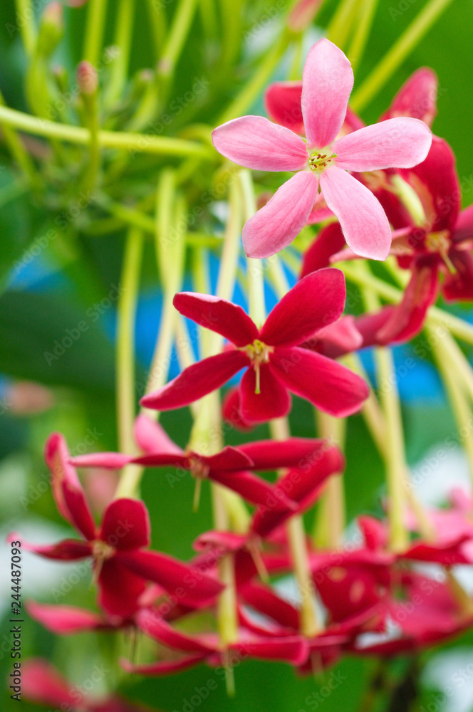 The Rangoon creeper flower close up photo