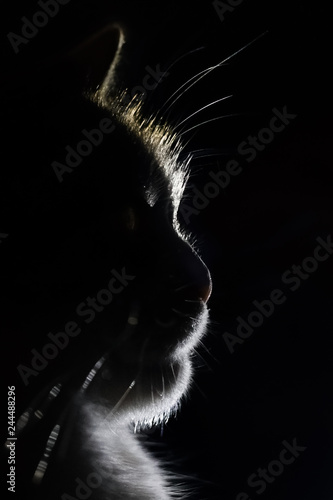 Canvas Print Silhouette of a cat on a black background