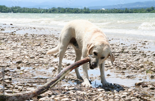 Heller Labrador knabbert Stock am Seeufer
