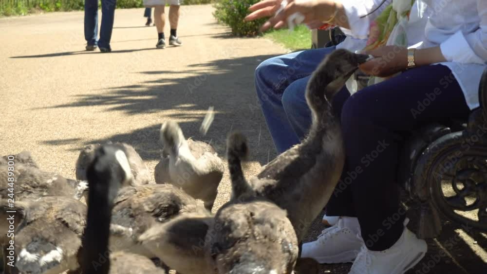 People Sitting on Park Bench and Feeding Bread To Brown Geese in Park People Sitting on Park Bench and Feeding Bread To Brown Geese in Park
