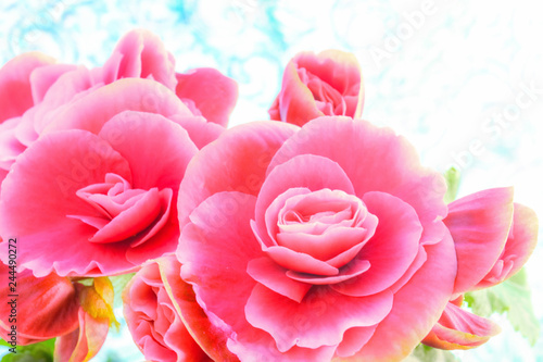 Pink begonia flowers. Full blooming in flower garden of lush blossom of begonia