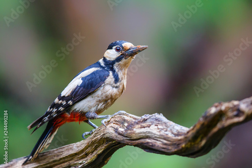 Great spotted woodpecker  in the forest- Netherlands © henk bogaard