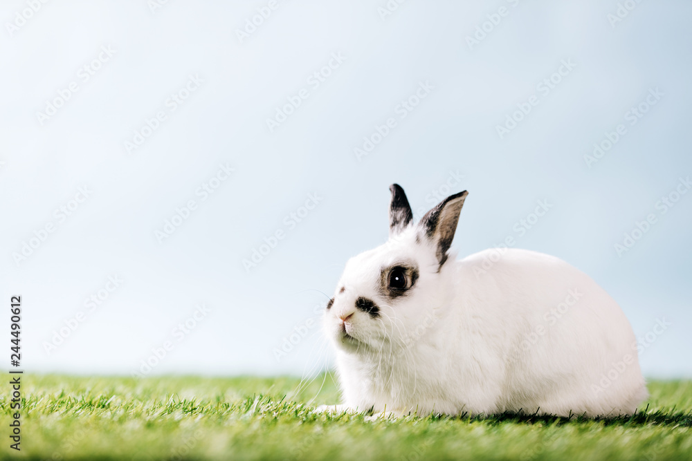 White rabbit laying on green meadow. White rabbit laying on green meadow.