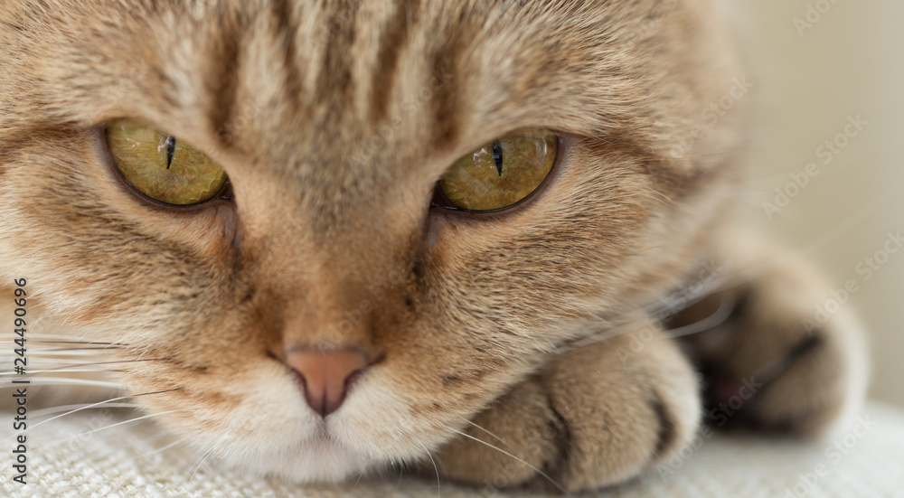 cat closeup portrait