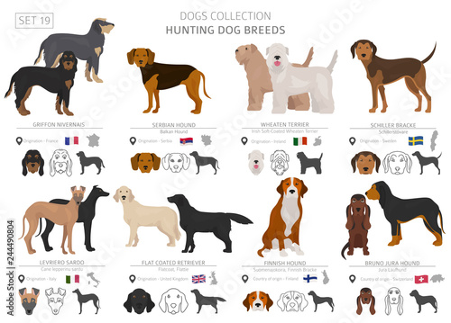 Hunting dogs collection isolated on white. Flat style. Different color and country of origin