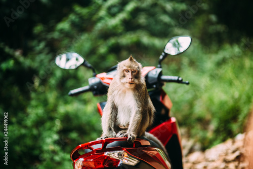 Monkey sitting on a motorbike, Thailand. Koh Chang island