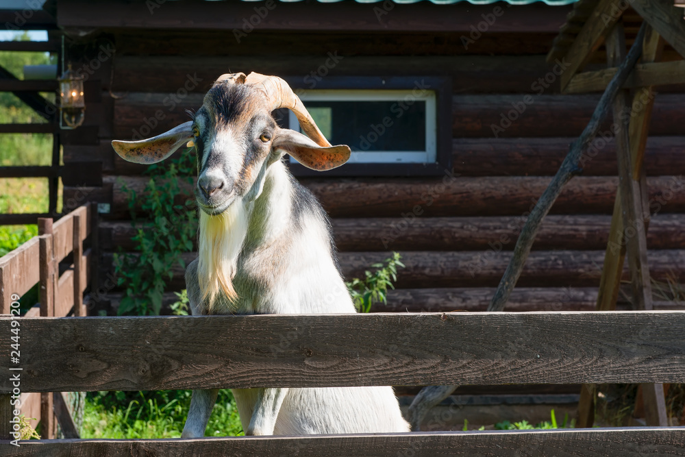 Obraz premium A curious goat with large horns peeping out of the pen
